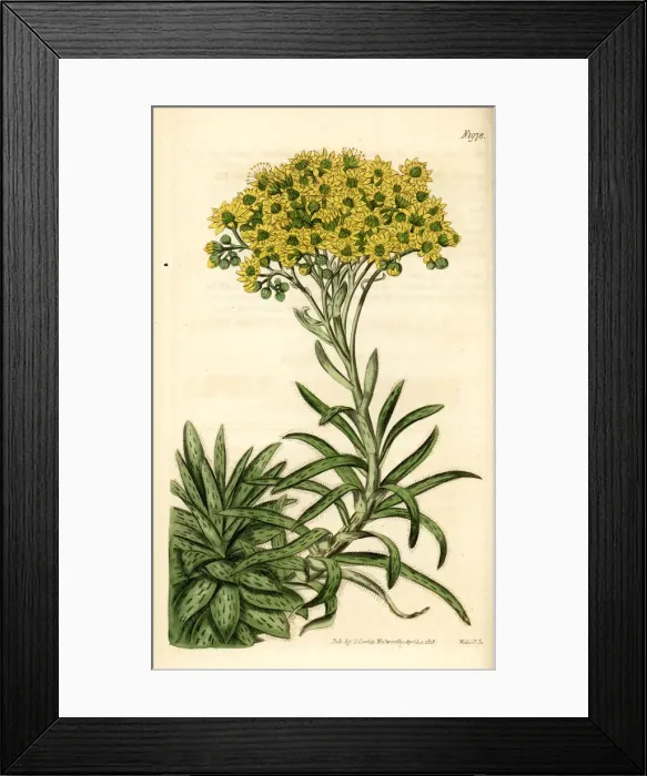 Framed Print : Aeonium ciliatum (Sempervivum ciliatum) Framed Print : Aeonium ciliatum (Sempervivum ciliatum)