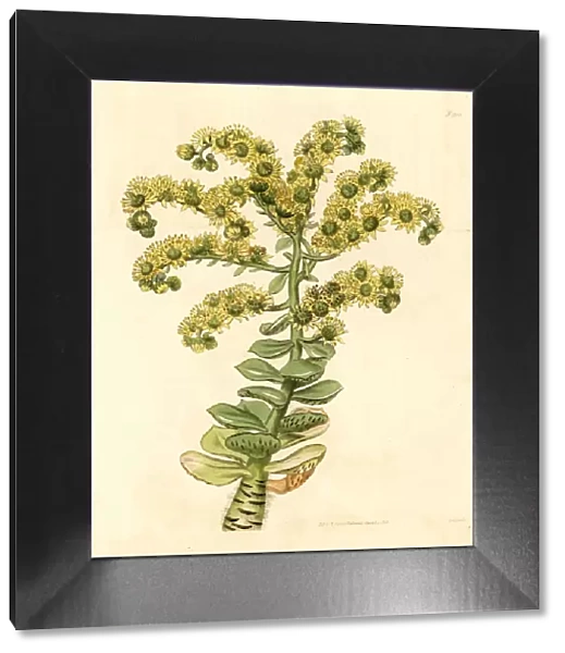 Tree houseleek, Aeonium smithii