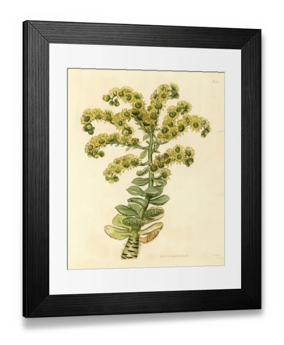 Framed Print : Tree houseleek, Aeonium smithii Framed Print : Tree houseleek, Aeonium smithii