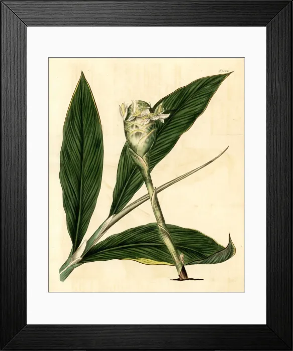 Framed Print : Bitter ginger, Zingiber zerumbet Framed Print : Bitter ginger, Zingiber zerumbet