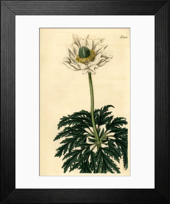 Framed Print : Alpine anemone, Anemone alpina L. var. major Framed Print : Alpine anemone, Anemone alpina L. var. major