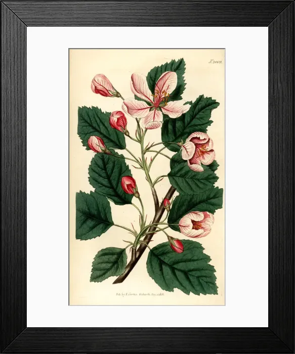 Framed Print : Sweet crabapple or garland crab, Malus coronaria Framed Print : Sweet crabapple or garland crab, Malus coronaria