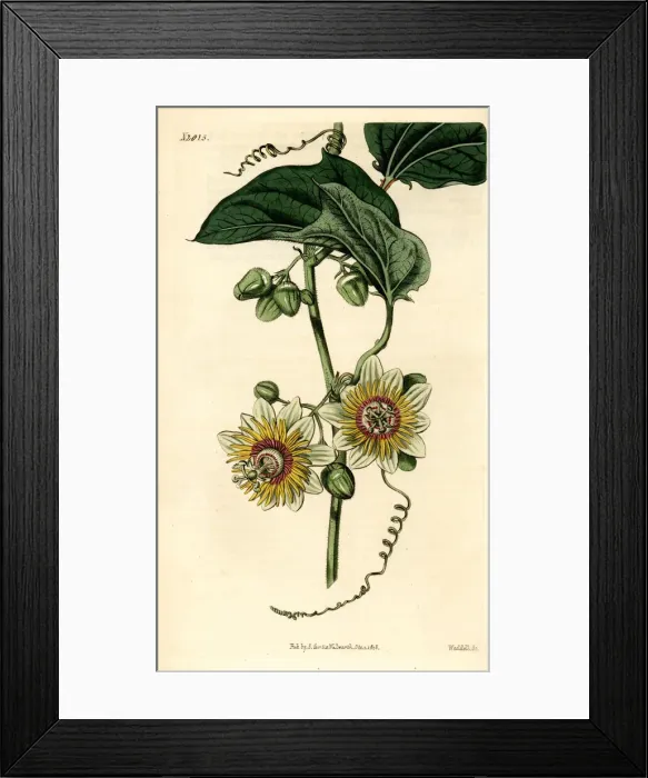 Framed Print : Passion flower, Passiflora holosericea Framed Print : Passion flower, Passiflora holosericea