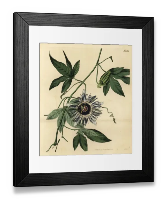 Framed Print : Passionflower, Passiflora filamentosa Framed Print : Passionflower, Passiflora filamentosa