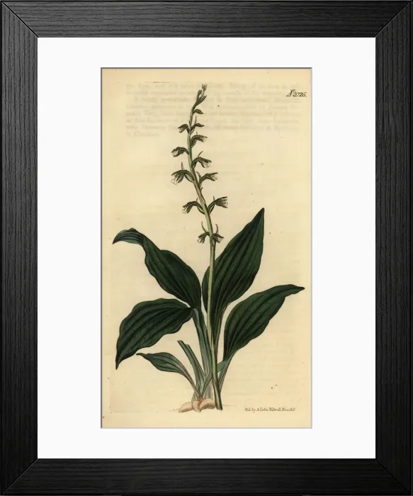 Framed Print : Cyclopogon elatus orchid Framed Print : Cyclopogon elatus orchid