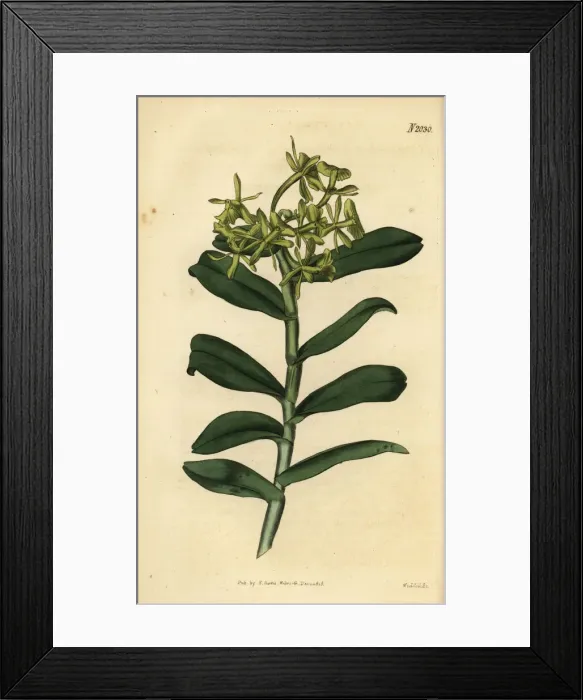 Framed Print : Umbrella epidendrum orchid, Epidendrum umbelliferum Framed Print : Umbrella epidendrum orchid, Epidendrum umbelliferum