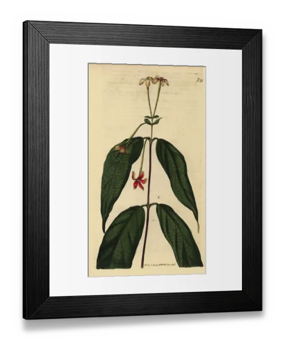 Framed Print : Chinese honeysuckle, Combretum indicum Framed Print : Chinese honeysuckle, Combretum indicum