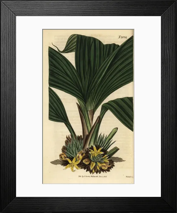 Framed Print : Molineria latifolia Framed Print : Molineria latifolia