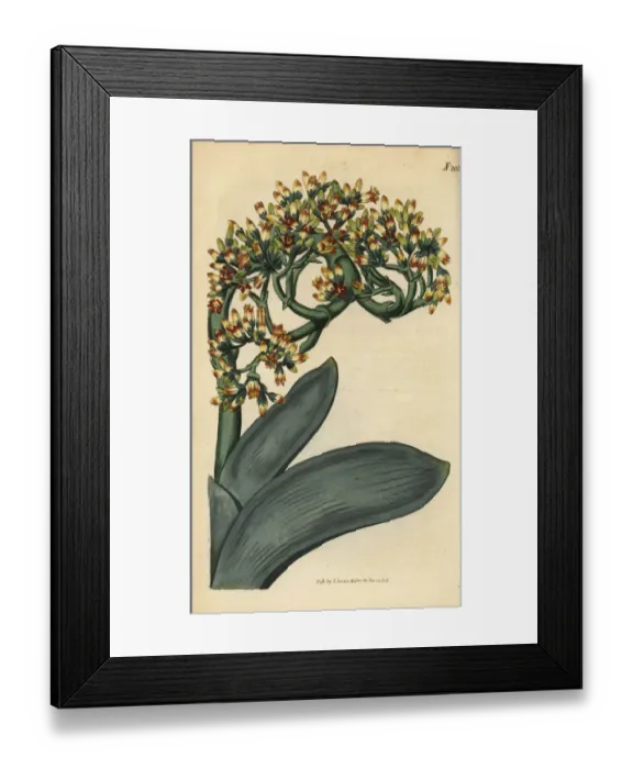Framed Print : Crassula perfoliata Framed Print : Crassula perfoliata