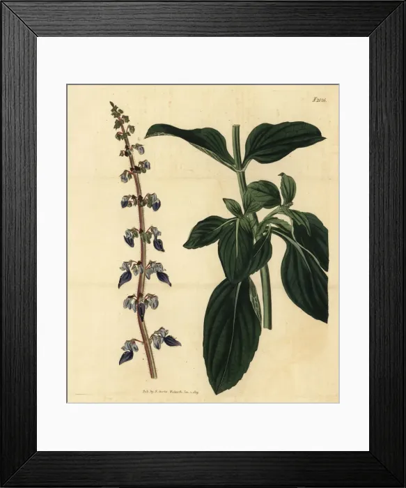 Framed Print : Plectranthus forskohlii Framed Print : Plectranthus forskohlii