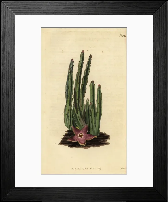 Framed Print : Carrion flower, Stapelia stricta Framed Print : Carrion flower, Stapelia stricta