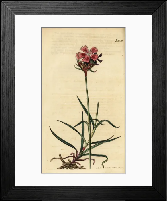 Framed Print : Carthusian pink, Dianthus carthusianorum Framed Print : Carthusian pink, Dianthus carthusianorum