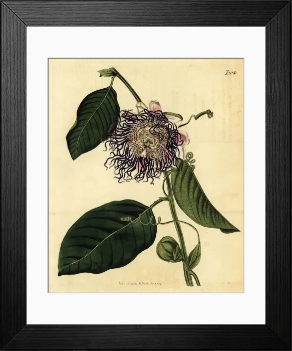 Framed Print : Giant granadilla, Passiflora quadrangularis Framed Print : Giant granadilla, Passiflora quadrangularis