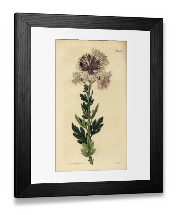 Framed Print : Chrysanthemum, Chrysanthemum indicum Framed Print : Chrysanthemum, Chrysanthemum indicum