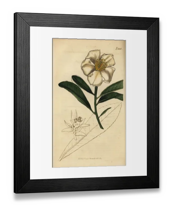 Framed Print : Fried-egg plant, Gordonia axillaris (Camellia axillaris) Framed Print : Fried-egg plant, Gordonia axillaris (Camellia axillaris)
