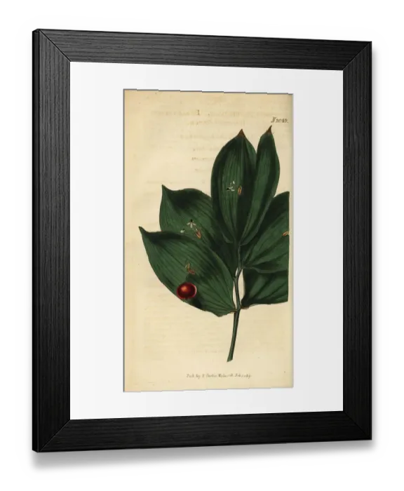 Framed Print : Spineless butchers broom, Ruscus hypophyllum Framed Print : Spineless butchers broom, Ruscus hypophyllum