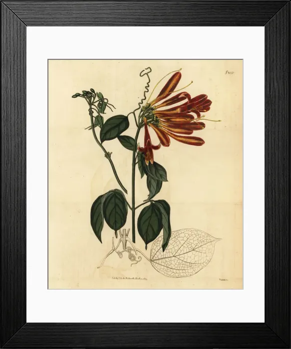 Framed Print : Flamevine or orange trumpetvine, Pyrostegia venusta Framed Print : Flamevine or orange trumpetvine, Pyrostegia venusta