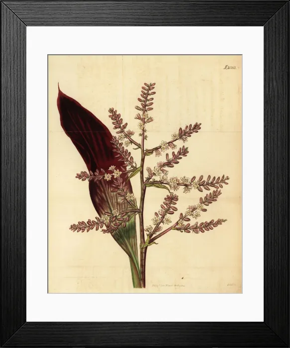 Framed Print : Cabbage palm, Cordyline fruticosa Framed Print : Cabbage palm, Cordyline fruticosa