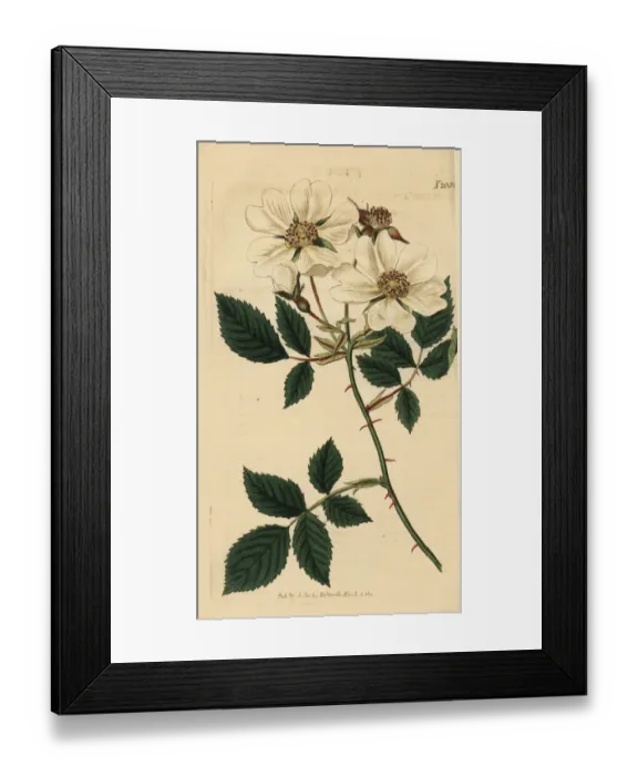 Framed Print : Field rose, Rosa arvensis Framed Print : Field rose, Rosa arvensis