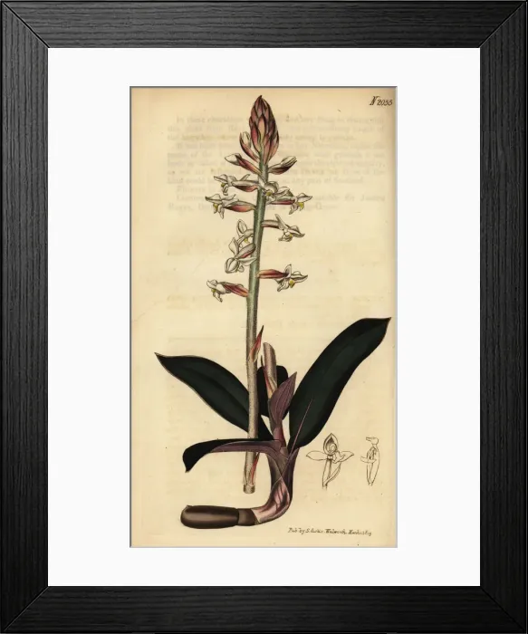 Framed Print : Jewel orchid, Ludisia discolor Framed Print : Jewel orchid, Ludisia discolor