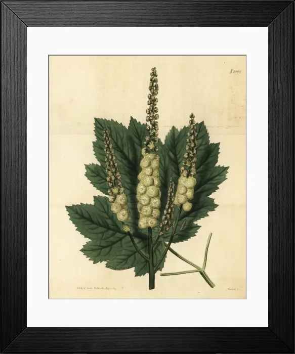 Framed Print : Mountain black-cohosh, Actaea podocarpa