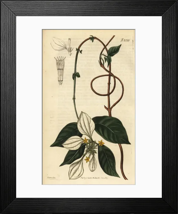Framed Print : Mussaenda pubescens Framed Print : Mussaenda pubescens