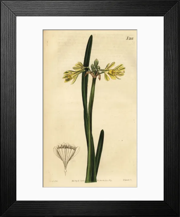 Framed Print : Yellow Wilcannia lily, Calostemma luteum Framed Print : Yellow Wilcannia lily, Calostemma luteum