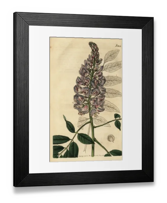 Framed Print : American wisteria, Wisteria frutescens Framed Print : American wisteria, Wisteria frutescens