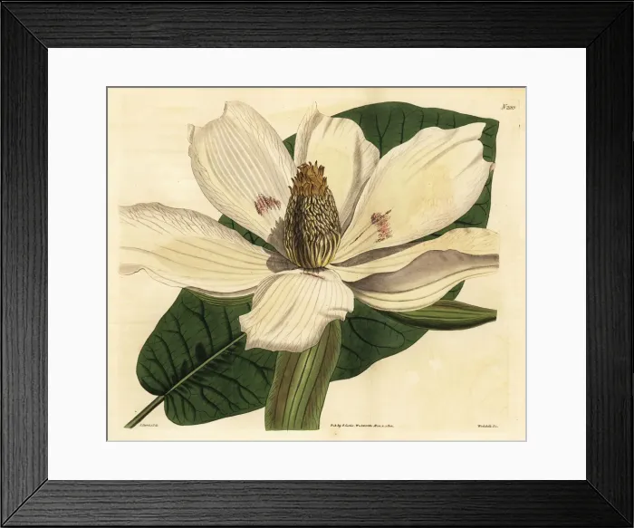 Framed Print : Bigleaf magnolia, Magnolia macrophylla Framed Print : Bigleaf magnolia, Magnolia macrophylla
