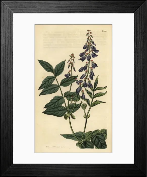 Framed Print : Fodder galega or eastern galega, Galega orientalis Framed Print : Fodder galega or eastern galega, Galega orientalis