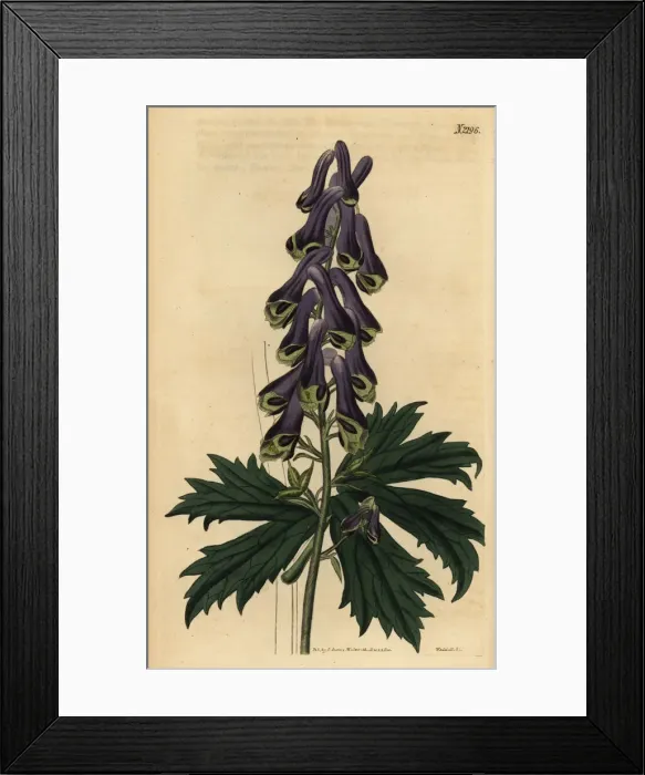 Framed Print : Wolfs bane, Aconitum moldavicum Framed Print : Wolfs bane, Aconitum moldavicum