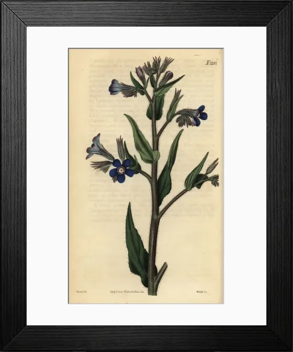 Framed Print : Italian bugloss, Anchusa azurea
