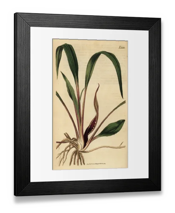 Framed Print : Cryptocoryne spiralis (Arum spirale) Framed Print : Cryptocoryne spiralis (Arum spirale)