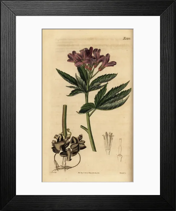 Framed Print : five-leaflet bitter-cress or showy toothwort Framed Print : five-leaflet bitter-cress or showy toothwort