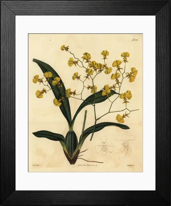 Framed Print : Gomesa orchid, Gomesa flexuosa (Oncidium flexuosus)