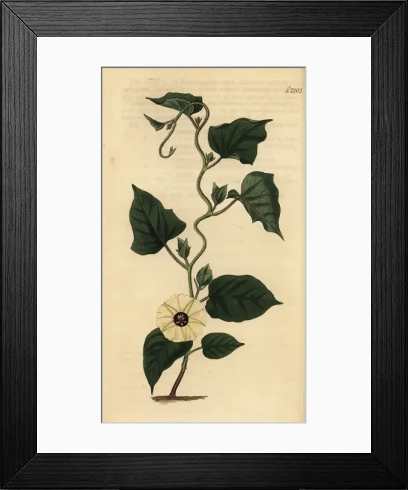 Framed Print : Hewittia malabarica Framed Print : Hewittia malabarica