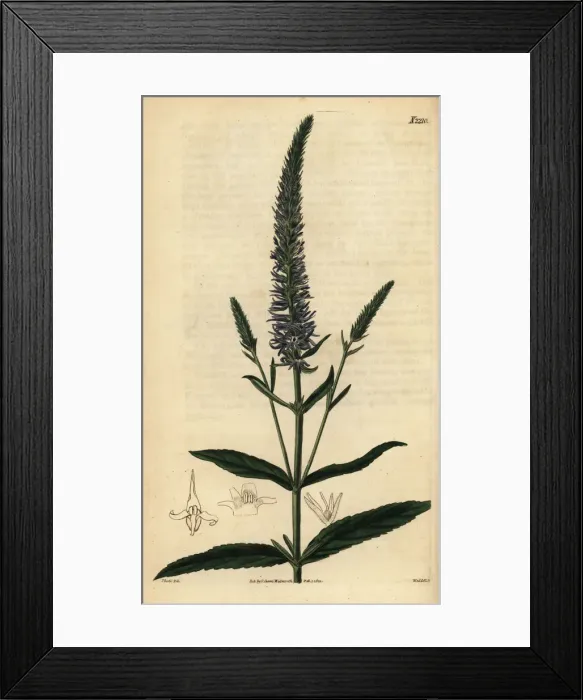 Framed Print : Spiked speedwell; Veronica spicata subsp. orchidea Framed Print : Spiked speedwell; Veronica spicata subsp. orchidea