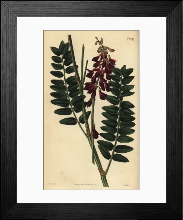 Framed Print : Alpine sweetvetch, Hedysarum alpinum Framed Print : Alpine sweetvetch, Hedysarum alpinum