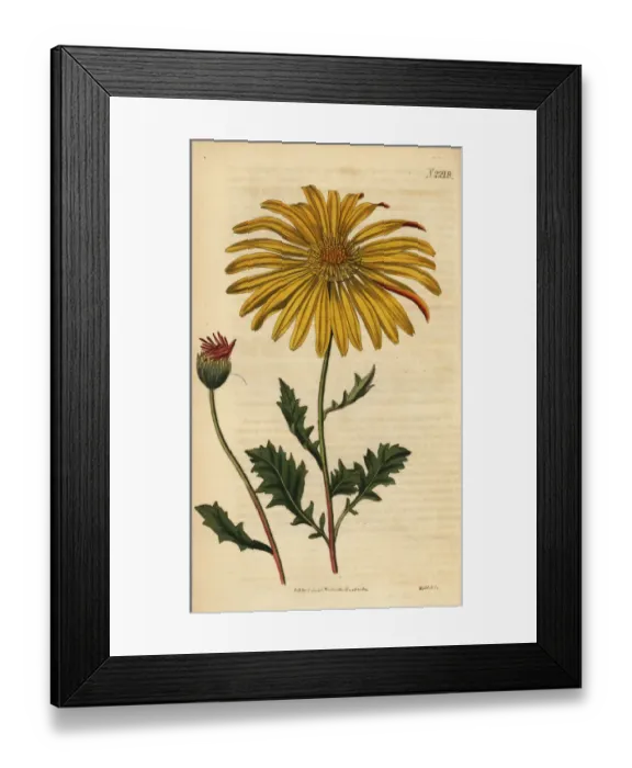 Framed Print : Dimorphotheca chrysanthemifolia Framed Print : Dimorphotheca chrysanthemifolia