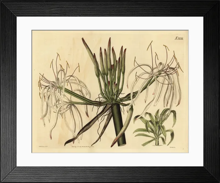 Framed Print : Spider lily, Crinum asiaticum