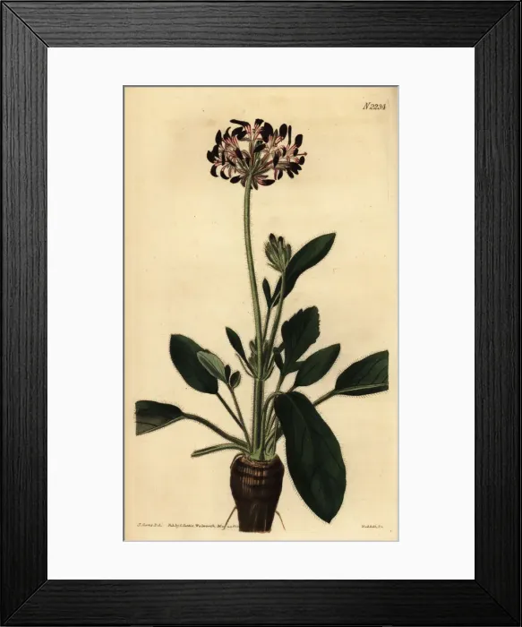 Framed Print : Geranium species, Pelargonium dioicum Framed Print : Geranium species, Pelargonium dioicum