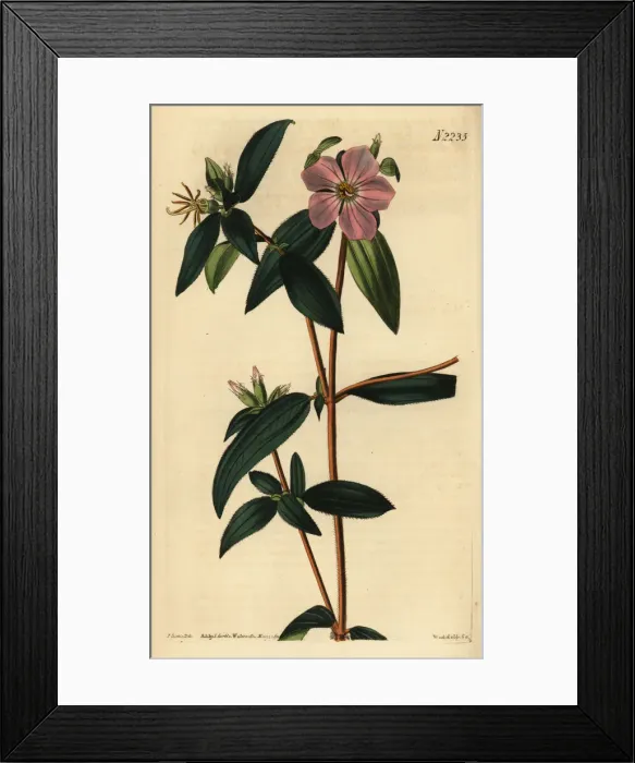 Framed Print : Melastoma osbeckioides Framed Print : Melastoma osbeckioides