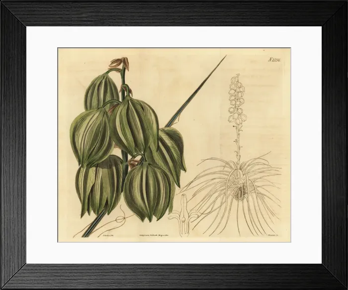 Framed Print : Soapweed yucca or Spanish bayonet, Yucca glauca Framed Print : Soapweed yucca or Spanish bayonet, Yucca glauca