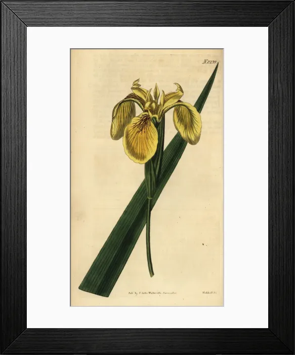 Framed Print : Yellow flag, yellow iris or water flag, Iris pseudacorus Framed Print : Yellow flag, yellow iris or water flag, Iris pseudacorus