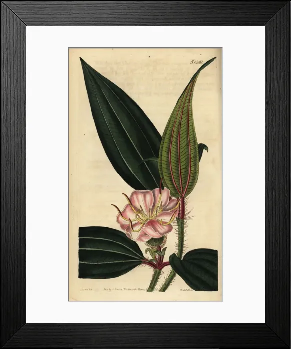 Framed Print : Melastoma sanguineum Framed Print : Melastoma sanguineum