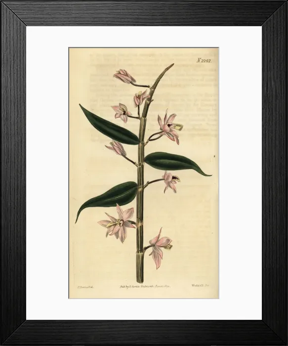 Framed Print : Leafless dendrobium orchid, Dendrobium aphyllum Framed Print : Leafless dendrobium orchid, Dendrobium aphyllum