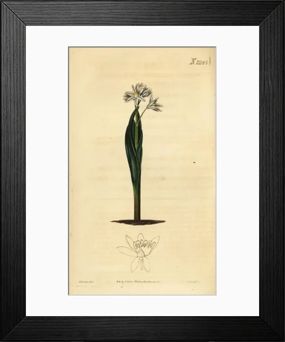 Framed Print : Striped squill, Puschkinia scilloides Framed Print : Striped squill, Puschkinia scilloides