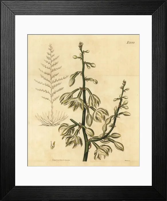 Framed Print : Giant cabuya, green-aloe or Mauritius-hemp, Furcraea foetida Framed Print : Giant cabuya, green-aloe or Mauritius-hemp, Furcraea foetida