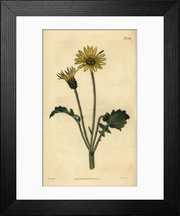 Framed Print : Capeweed, Arctotheca calendula Framed Print : Capeweed, Arctotheca calendula