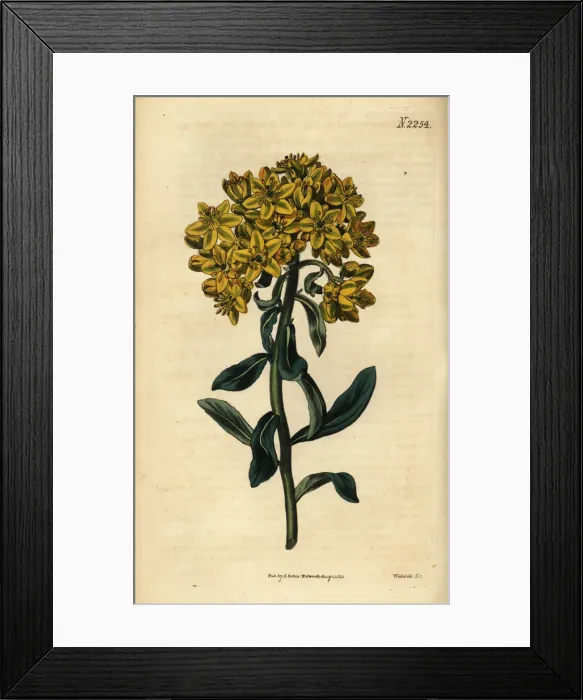 Framed Print : Rue, Ruta linifolia Framed Print : Rue, Ruta linifolia